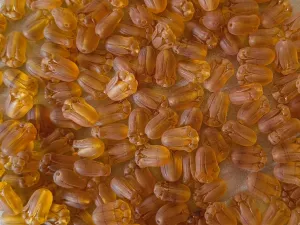 Korálky květina tulipánek světlý topaz mat